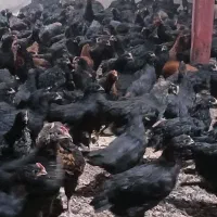 جوجه مرغ خروس مشگی گلپایگانی ۸۲روزه واکسن خورده