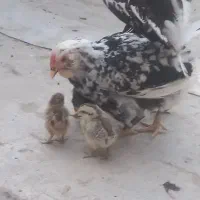 مرغ گلین با۵عددجوجه گلین