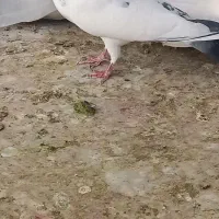 کبوتر|پرنده|مشکین‌دشت, |دیوار