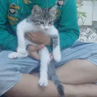 گربه بازیگوش