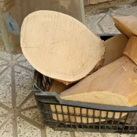 چوب سپیدار.تنه درخت.چوب نقاشی.
