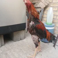 مرغ خروس لاری و گلین لری
