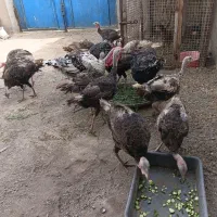 بوقلمون برنزپرورش خانگی