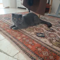 اسکاتیش فولد اصیل