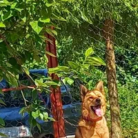 سگ ژرمن میکس