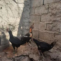 مرغ فروشی