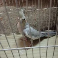 عروس هلندی