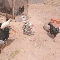 خروس|حیوانات مزرعه|یزد, |دیوار