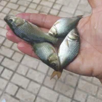 فروش بچه ماهی کپورطلایی اصلاح نژاد شده