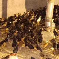 جوجه جهادی اصفهان