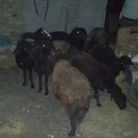 میش گمشده جاده اقبالیه به دولت اباد