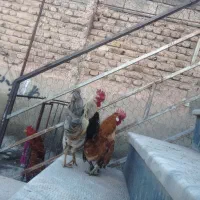 خروس|حیوانات مزرعه|خوی, |دیوار