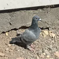 جوجه پلاکی