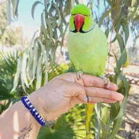 طوطی ملنگو نر دستی سخنگو