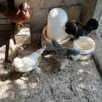 جوجه لهستانی 2ماه