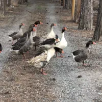 پرنده غاز