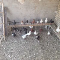 پرنده