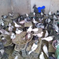 فروش کبوتر