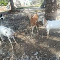 گوساله