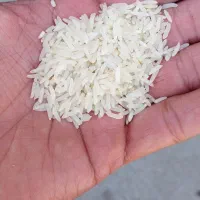 برنج فجر سوزنی