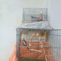 عروس هلندی نر