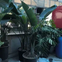 تعویض خاک گلدان درمنزل و مشاوره نگهداری