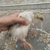 جوجه محلی کاکالی