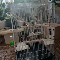 قفس پرنده