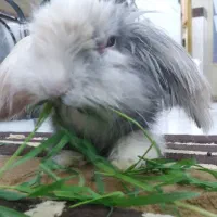 حیوان خانگی