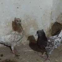 جوجه کبوتر