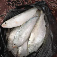 صبور بزرگ