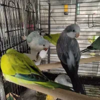 جشنواره داغ تخفیفات تابستانی طوطی راهب