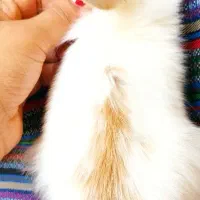 خرگوش بازیگوش