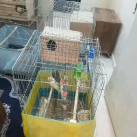 عروس هلندی  طوطی