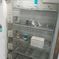 قفس طبقه پرنده