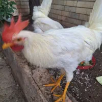 دو عدد خروس جوان تاز به خوان آمده