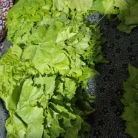 برگ بو