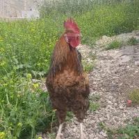 خروس جوان معاوضه مرغ هم داریم