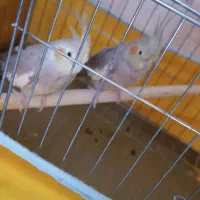 عروس هلندی نر و ماده