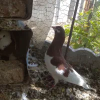 کبوتر شهری سرخ نر،طوقی ماده