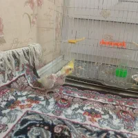 جوجه عروس لوتینو
