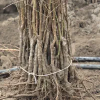 نهال بادام تونو فروش استثنایی