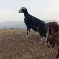 10 کاور بره هترو جفتی 58اسفدن