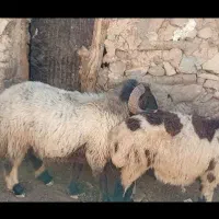 نذلغر|حیوانات مزرعه|لوداب, |دیوار