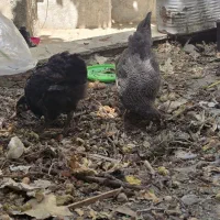 مرغ
