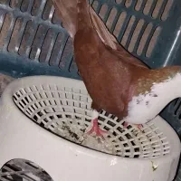 کبوتر قیمت مناسب