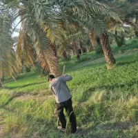 تکریب نخل خرما