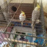عروس هلندی سخنگو جفت
