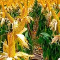 ذرت پر بار و  با تغذیه اصولی