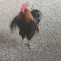خروس